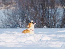 Den gulliga röda valpcorgien fångar skickligt öppna munsåpbubblor som härlig gyckel som hoppar i det vita insnöat vintern, parker royaltyfri bild Den gulliga röda valpcorgien fångar skickligt öppna munsåpbubblor som härlig gyckel som hoppar i det vita insnöat vintern, parker royaltyfri bild