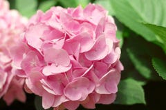 Den h?rliga rosa vanliga hortensian blommar att blomma i tr?dg?rden fotografering för bildbyråer Den h?rliga rosa vanliga hortensian blommar att blomma i tr?dg?rden fotografering för bildbyråer