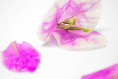 Den härliga bougainvillean blommar på vit bakgrund arkivfoto Den härliga bougainvillean blommar på vit bakgrund arkivfoto
