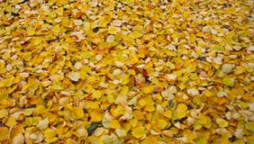 den höstliga dagen låter vara melankolisk yellow Parkera skoghöstlandskapet arkivbilder den höstliga dagen låter vara melankolisk yellow Parkera skoghöstlandskapet arkivbilder