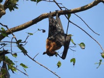 Den illavarslande flygahundkappl?pningen i Sri Lanka sitter i tr?den p? en klar dag mot den bl?a himlen royaltyfri foto Den illavarslande flygahundkappl?pningen i Sri Lanka sitter i tr?den p? en klar dag mot den bl?a himlen royaltyfri foto