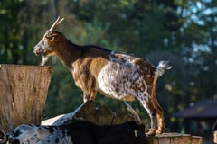Den inhemska geten, Capraaegagrushircus i parkerar royaltyfria bilder Den inhemska geten, Capraaegagrushircus i parkerar royaltyfria bilder