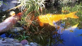 Den japanska karpen i vatten, japan KOI Carp svävar i ett dekorativt damm Den utsmyckade karpen eller Koi Fish är röda, orange, v stock video Den japanska karpen i vatten, japan KOI Carp svävar i ett dekorativt damm Den utsmyckade karpen eller Koi Fish är röda, orange, v stock video