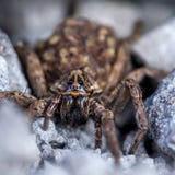 Den kvinnliga vargspindeln med behandla som ett barn fotografering för bildbyråer Den kvinnliga vargspindeln med behandla som ett barn fotografering för bildbyråer