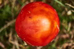 Den lilla flugsvampamanitaen Muscaria i tidig utveckling som missa vitprickarna, sköt i hösten i en skog, bästa sikt royaltyfri foto Den lilla flugsvampamanitaen Muscaria i tidig utveckling som missa vitprickarna, sköt i hösten i en skog, bästa sikt royaltyfri foto