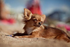 Den lilla hunden ligger på stranden royaltyfria foton Den lilla hunden ligger på stranden royaltyfria foton