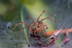 Den lilla spindeln äter en fluga arkivfoton Den lilla spindeln äter en fluga arkivfoton