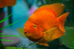 Den ljusa guling-apelsinen svävar den enorma fiskpapegojan i ett akvarium arkivfoton Den ljusa guling-apelsinen svävar den enorma fiskpapegojan i ett akvarium arkivfoton