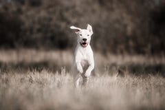 Den lyckliga hunddogoargentinoen svävade i ett hopp över höstgräset arkivfoton Den lyckliga hunddogoargentinoen svävade i ett hopp över höstgräset arkivfoton