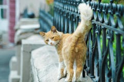 Den lösa katten som går ner gatablickarna i kameran royaltyfria foton Den lösa katten som går ner gatablickarna i kameran royaltyfria foton