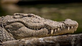 Den lösa Marsh Crocodile närbilden, med ögon, hudtextur och tänder mönstrar synligt royaltyfri fotografi Den lösa Marsh Crocodile närbilden, med ögon, hudtextur och tänder mönstrar synligt royaltyfri fotografi