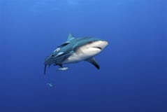 Den Mund aufsperrender Haifisch lizenzfreies stockfoto Den Mund aufsperrender Haifisch lizenzfreies stockfoto