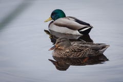 Den naturliga ståenden av kvinnliga för en gräsand anasplatyrhynchos för en man och i det naturligt parkerar av Albufera, Valenci royaltyfri fotografi Den naturliga ståenden av kvinnliga för en gräsand anasplatyrhynchos för en man och i det naturligt parkerar av Albufera, Valenci royaltyfri fotografi