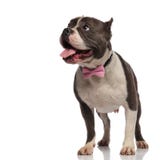 Den nyfikna amerikanska översittaren bär rosa bowtie och blickar för att sid arkivbilder Den nyfikna amerikanska översittaren bär rosa bowtie och blickar för att sid arkivbilder