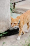 Den orange katten går för att finna vatten för att dricka i morgonen arkivfoto Den orange katten går för att finna vatten för att dricka i morgonen arkivfoto