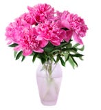 Den rosa pionen blommar i vase royaltyfri fotografi Den rosa pionen blommar i vase royaltyfri fotografi