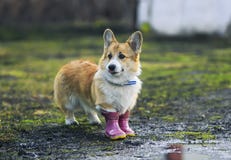 Den röda hundvalpcorgien går till och med pölar i byn i roliga gummistöveler efter ett varmt regn arkivbilder Den röda hundvalpcorgien går till och med pölar i byn i roliga gummistöveler efter ett varmt regn arkivbilder