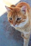 Den röda katten med blåa ögon är på asfalten royaltyfria foton Den röda katten med blåa ögon är på asfalten royaltyfria foton