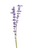 Den Salvia farinaceaen, den blåa salviaen, mjölig koppvis man eller mjölig vis man blommar att blomma som isoleras på vit bakgrun Arkivbilder Den Salvia farinaceaen, den blåa salviaen, mjölig koppvis man eller mjölig vis man blommar att blomma som isoleras på vit bakgrun Arkivbilder