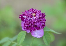Den selektiva färg och fokusen på vissnande lilor blommar blomning, b Royaltyfri Foto Den selektiva färg och fokusen på vissnande lilor blommar blomning, b Royaltyfri Foto
