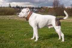 Den Staffordshire Bull terrier hunden som in går, parkerar arkivbild Den Staffordshire Bull terrier hunden som in går, parkerar arkivbild
