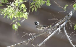 Den svarta Throated sparvfågeln, det kolossala grottaberget parkerar, Arizona arkivbild Den svarta Throated sparvfågeln, det kolossala grottaberget parkerar, Arizona arkivbild
