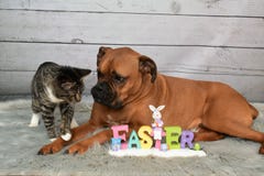 Den Tabby Manx katten och en boxare föder upp hundpåskståenden royaltyfria foton Den Tabby Manx katten och en boxare föder upp hundpåskståenden royaltyfria foton