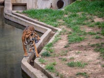Den tigris för den Sumatran tigerpantheraen sondaicaen promenerar den konkreta barriären på en zoobilaga arkivfoto Den tigris för den Sumatran tigerpantheraen sondaicaen promenerar den konkreta barriären på en zoobilaga arkivfoto