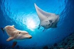 Den undervattens- delfin möter en manta royaltyfri foto Den undervattens- delfin möter en manta royaltyfri foto