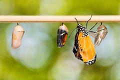 Den vanliga fjärilen för Tiger Danaus chrysippuschrysippus fotografering för bildbyråer Den vanliga fjärilen för Tiger Danaus chrysippuschrysippus fotografering för bildbyråer