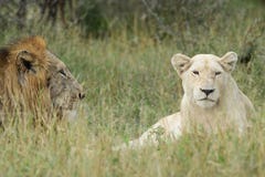 Den vita damen och hennes prins royaltyfri foto Den vita damen och hennes prins royaltyfri foto