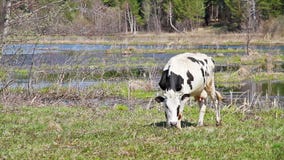 Den vita kon med svarta fläckar är det unga gräset på b Den vita kon med svarta fläckar är det unga gräset på b