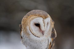 Den västra ladugårdugglan, Tytoalbum i en natur parkerar royaltyfri foto Den västra ladugårdugglan, Tytoalbum i en natur parkerar royaltyfri foto