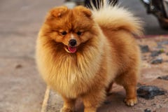 Den älskvärda hunden royaltyfria foton Den älskvärda hunden royaltyfria foton