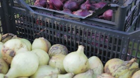 Den ätliga löken är i plast- spjällådor, lökskörden arkivfilmer Den ätliga löken är i plast- spjällådor, lökskörden arkivfilmer