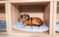 Den övergav hemlösa hunden som adopteras av bra folk, och lögner på en bekväm mjuk kudde i det älsklings- shoppar arkivbilder Den övergav hemlösa hunden som adopteras av bra folk, och lögner på en bekväm mjuk kudde i det älsklings- shoppar arkivbilder