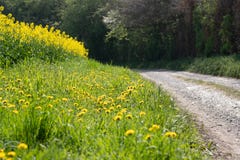 Dendelions και συναπόσπορος στοκ εικόνες με δικαίωμα ελεύθερης χρήσης Dendelions και συναπόσπορος στοκ εικόνες με δικαίωμα ελεύθερης χρήσης