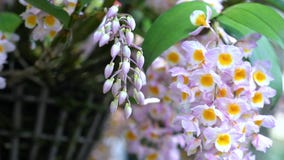 Dendrobium Aphyllum orchids flowers bloom in spring
