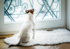 Denkender und aufpassender und hoffender Hund stockfotos Denkender und aufpassender und hoffender Hund stockfotos