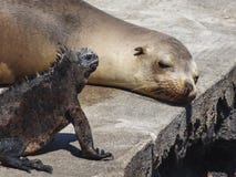 Denny lew i morska iguana wiszący na Galapagos wyspie out obraz stock Denny lew i morska iguana wiszący na Galapagos wyspie out obraz stock