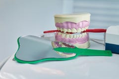 Dental jaw model. Dental care concept background royalty free stock image Dental jaw model. Dental care concept background royalty free stock image