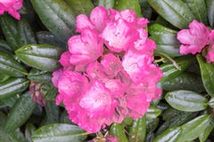 Dentelez la fleur avec les lames vertes image libre de droits Dentelez la fleur avec les lames vertes image libre de droits