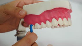 Dentist shows on jaw model how to clean teeth with brush properly, close-up. Dental oral hygiene. Dental hygienist