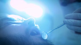 Dentista en el trabajo en la oficina Un doctor de sexo femenino examina los dientes y los mandíbulas de un paciente masculino almacen de video Dentista en el trabajo en la oficina Un doctor de sexo femenino examina los dientes y los mandíbulas de un paciente masculino almacen de video