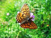 Dentv?ttade paphiaen eller Deren Kaisermantel oder Silberstrich Schmetterling f?r fritillaryfj?rilsArgynnis arkivfoto Dentv?ttade paphiaen eller Deren Kaisermantel oder Silberstrich Schmetterling f?r fritillaryfj?rilsArgynnis arkivfoto