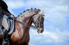 Deporte ecuestre - cabeza de la doma del caballo del alazán fotos de archivo libres de regalías Deporte ecuestre - cabeza de la doma del caballo del alazán fotos de archivo libres de regalías