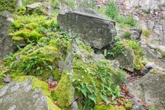 Der Adlerfarn in der alten Steingrube Stockfoto