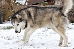 Der alaskische Malamute im Schnee lizenzfreie stockbilder Der alaskische Malamute im Schnee lizenzfreie stockbilder