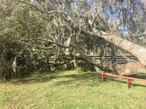 Der Baum wächst noch lizenzfreie stockfotos Der Baum wächst noch lizenzfreie stockfotos