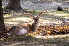 Der Damhirsch, Dama Dama ist ein Wiederk?uers?ugetier lizenzfreies stockfoto Der Damhirsch, Dama Dama ist ein Wiederk?uers?ugetier lizenzfreies stockfoto